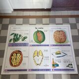 Vintage educational poster