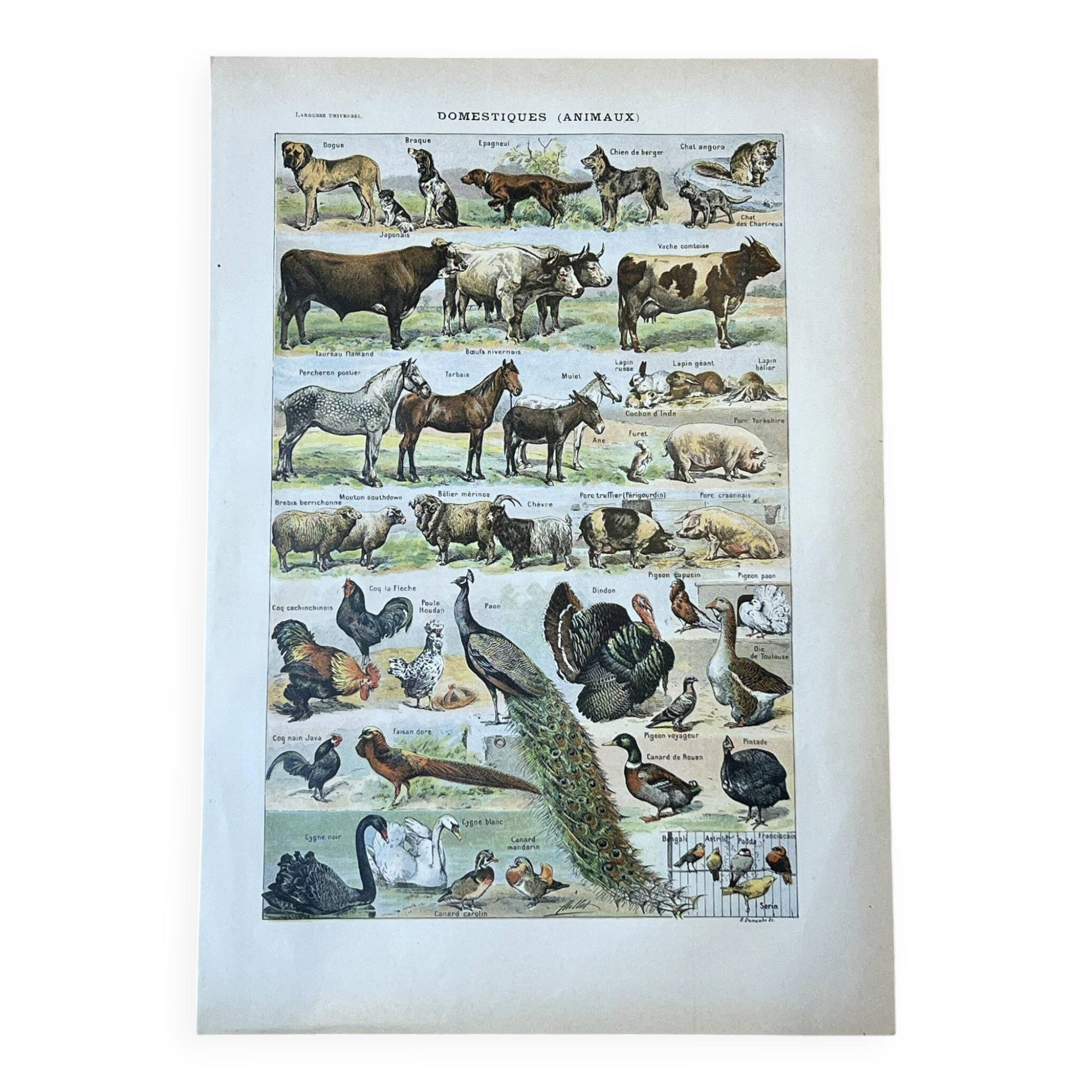 Sheet "Pets" 20x29 cm