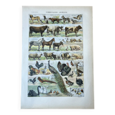 Planche “Animaux domestiques” 20x29 cm