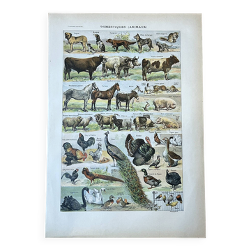 Sheet "Pets" 20x29 cm