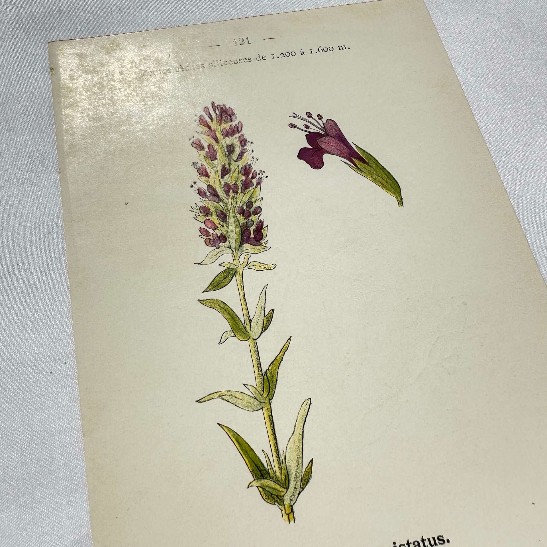 19th-century botanical engraving, double-sided, hand-coloured, naturalist work.