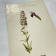 19th-century botanical engraving, double-sided, hand-coloured, naturalist work.