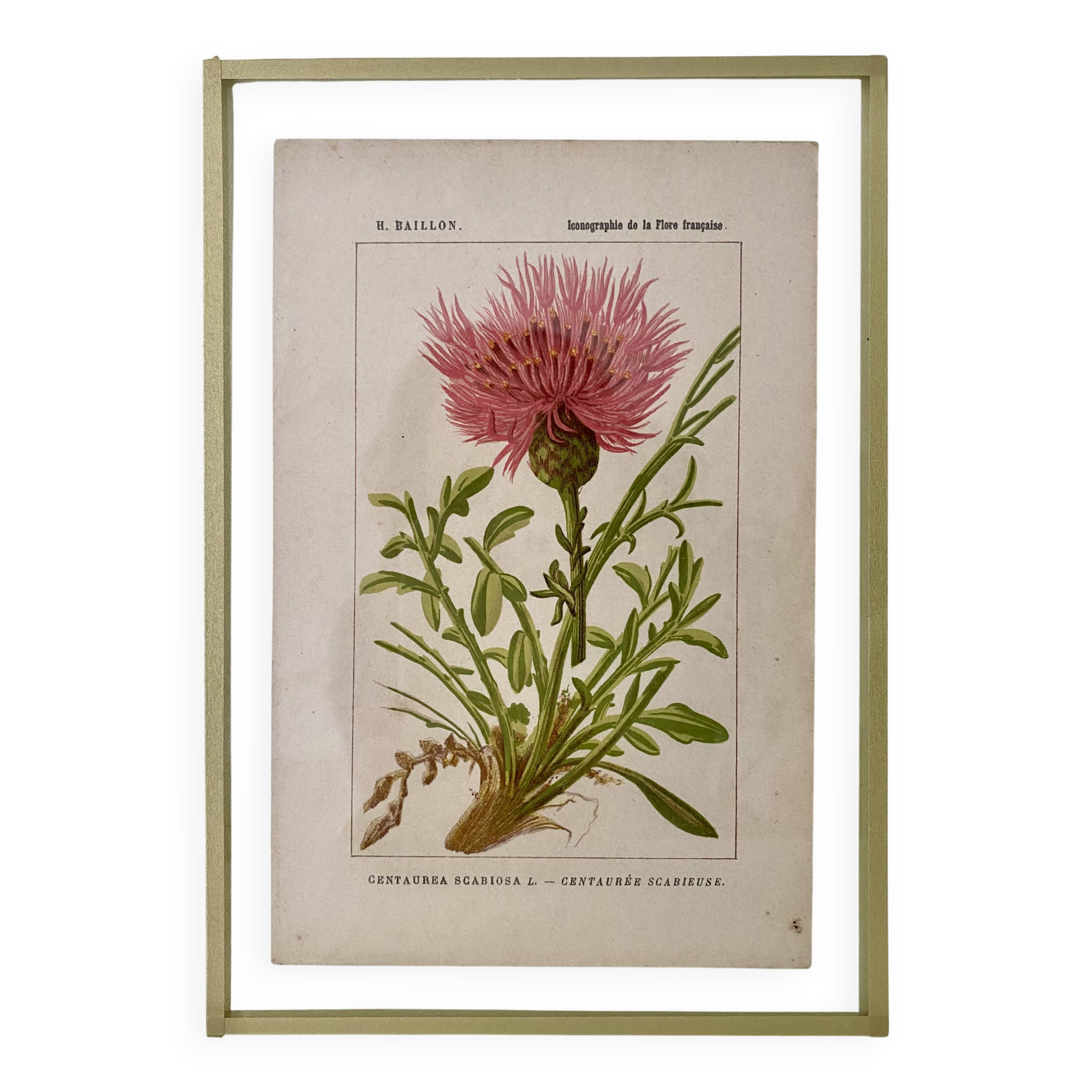 Botanical plate