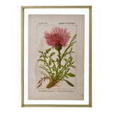 Botanical plate
