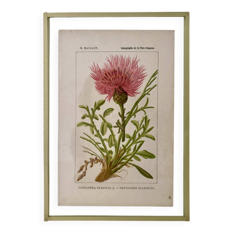 Botanical plate