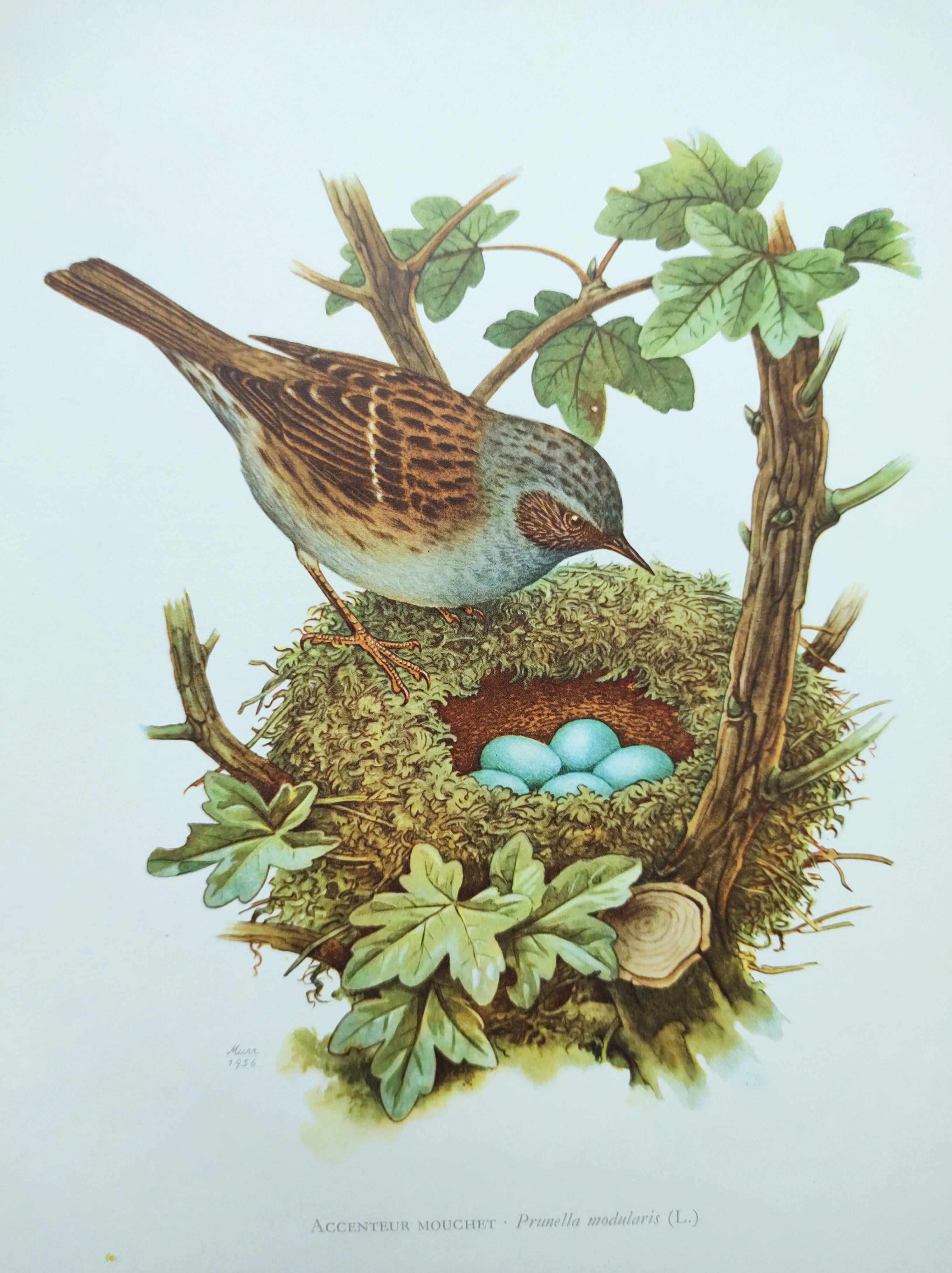 Old bird board 1960s - Mouchet accent - Zoological and ornithological illustration