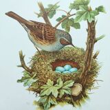 Old bird board 1960s - Mouchet accent - Zoological and ornithological illustration