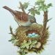 Planche oiseaux années 1960 - Accenteur Mouchet - Illustration zoologique et ornithologique