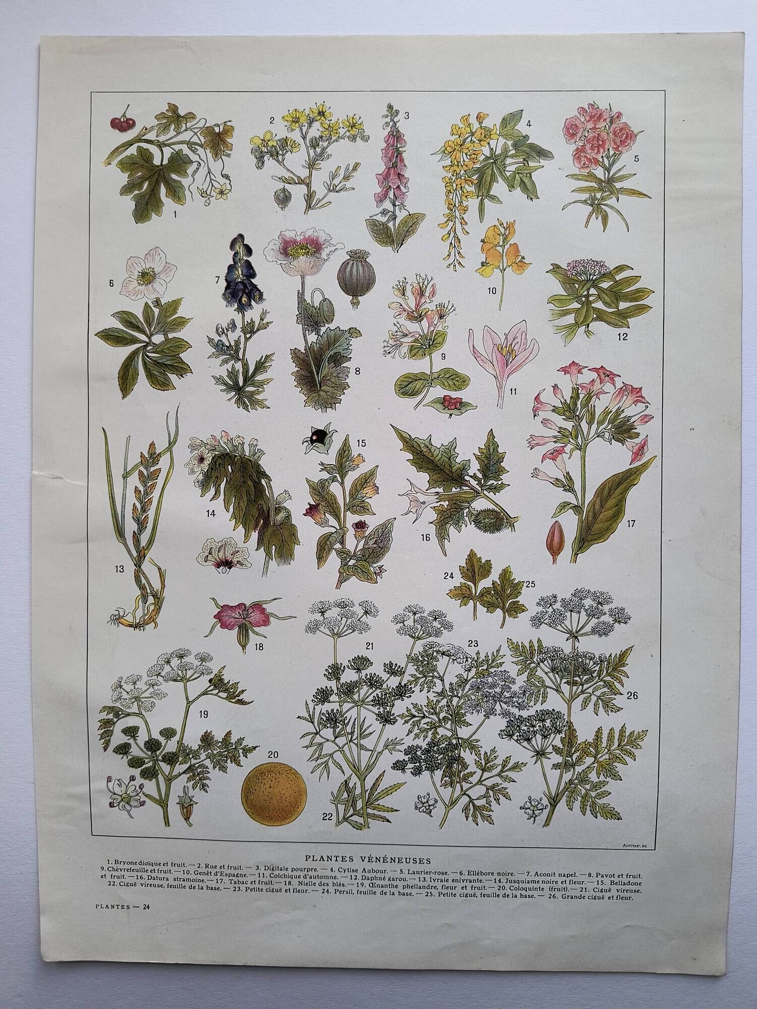 Botanical engraving 1922 - Poisonous plants - vintage floral print