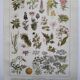 Botanical engraving 1922 - Poisonous plants - vintage floral print