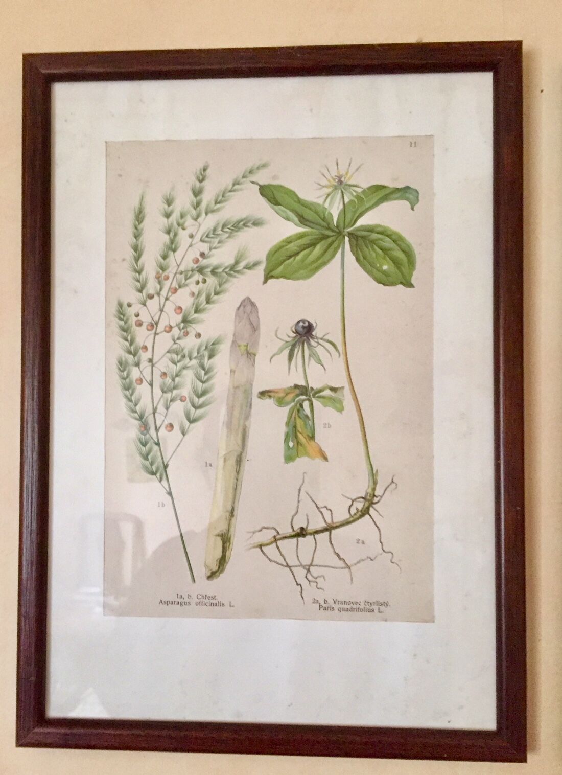 Set of 5 posters framed botanicals
