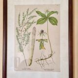 Set of 5 posters framed botanicals