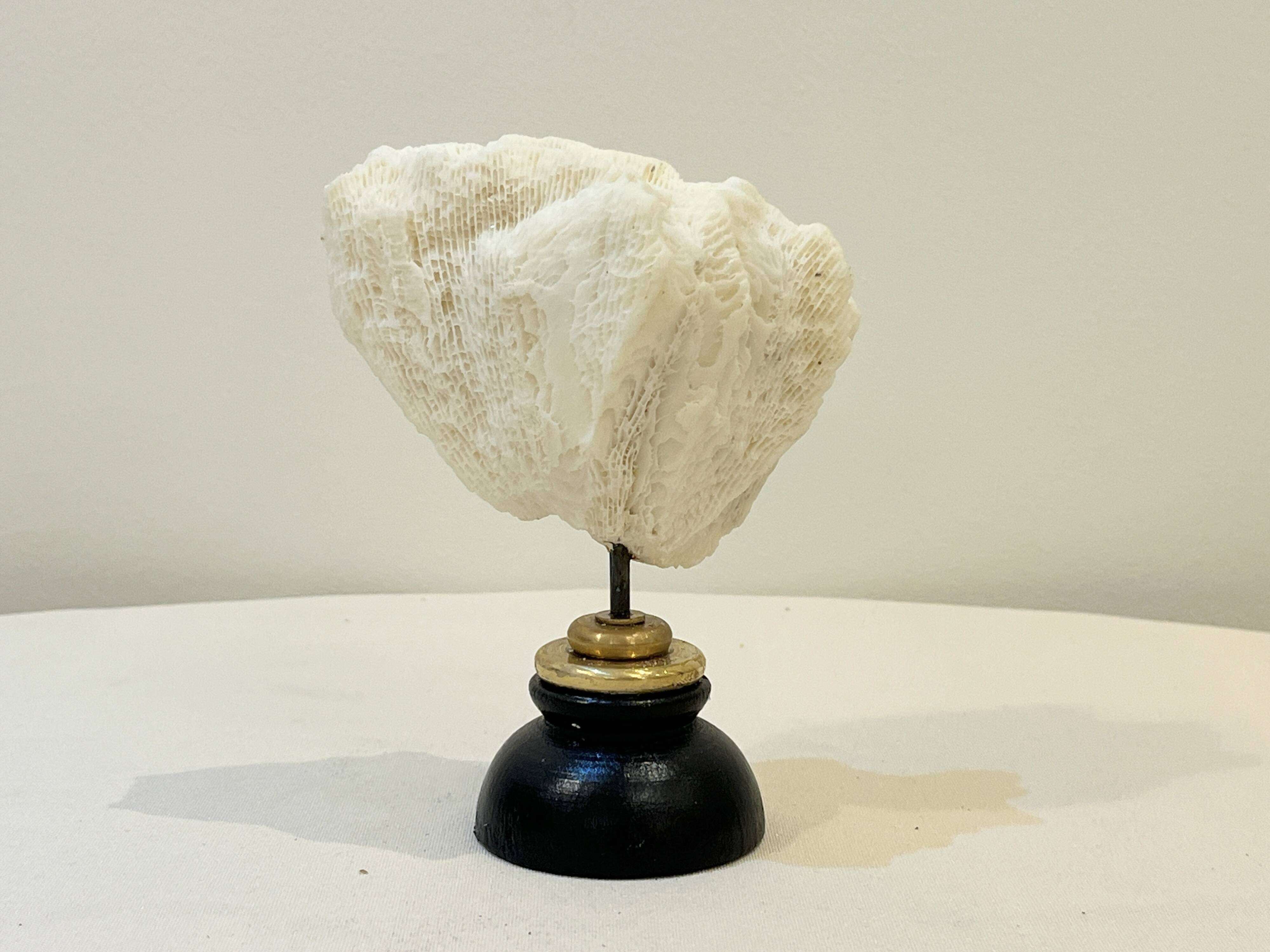 Antique natural white wave coral on wooden base Napoleon III cabinet of curiosities