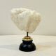 Antique natural white wave coral on wooden base Napoleon III cabinet of curiosities