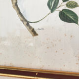 Duo of lithographs representing birds, wooden frame with gilding