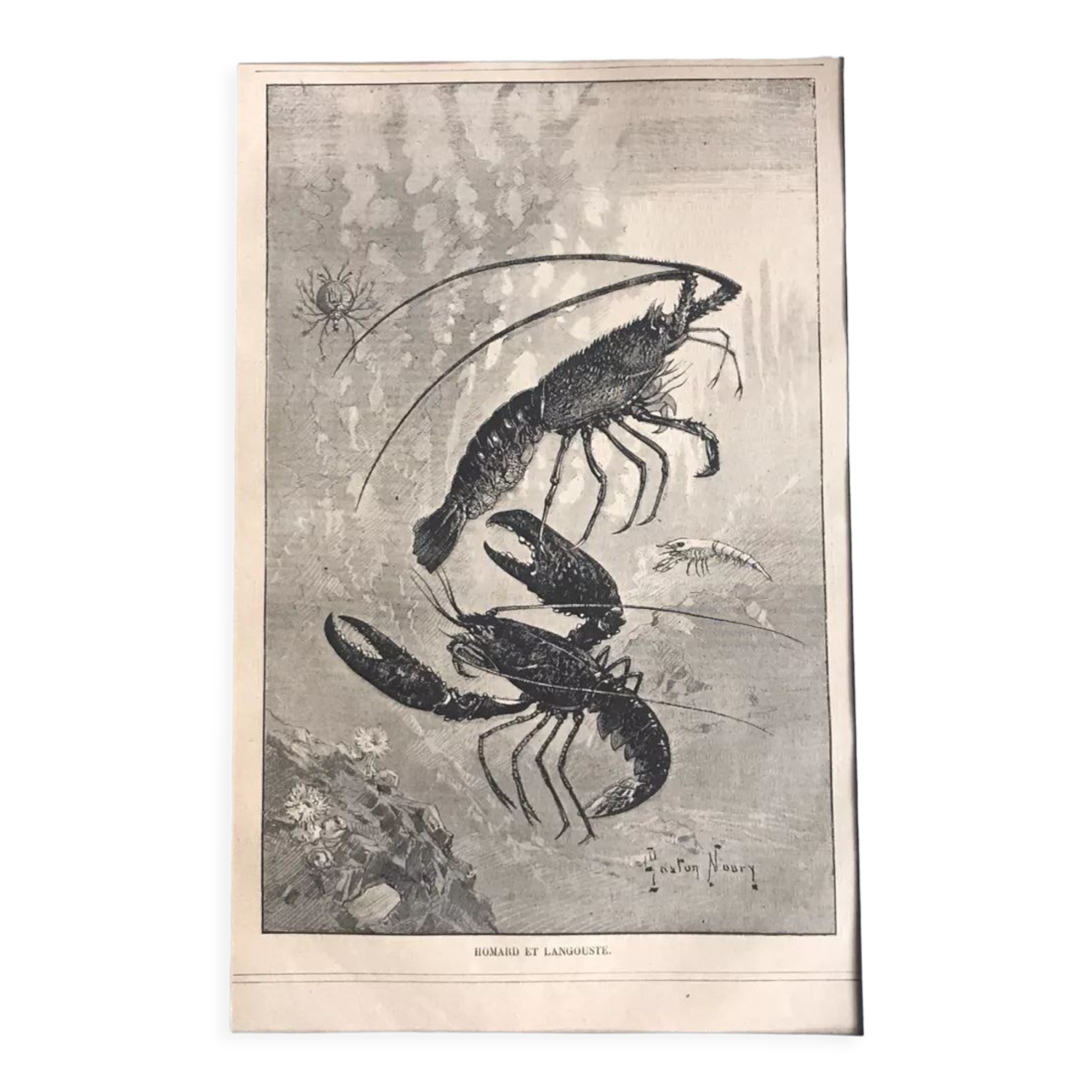 Original vintage engraving lobster and lobster