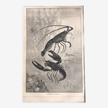 Gravure vintage originale homard et langouste