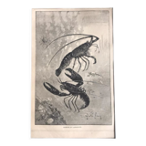 Original vintage engraving lobster and lobster