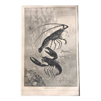 Original vintage engraving lobster and lobster