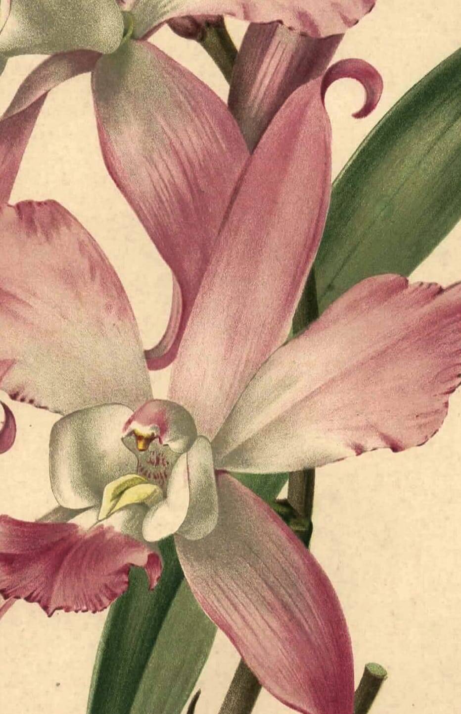Botanical lithograph from 1896 by L. Descamps-Sabouret • Lælia - Engraving