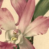 Botanical lithograph from 1896 by L. Descamps-Sabouret • Lælia - Engraving