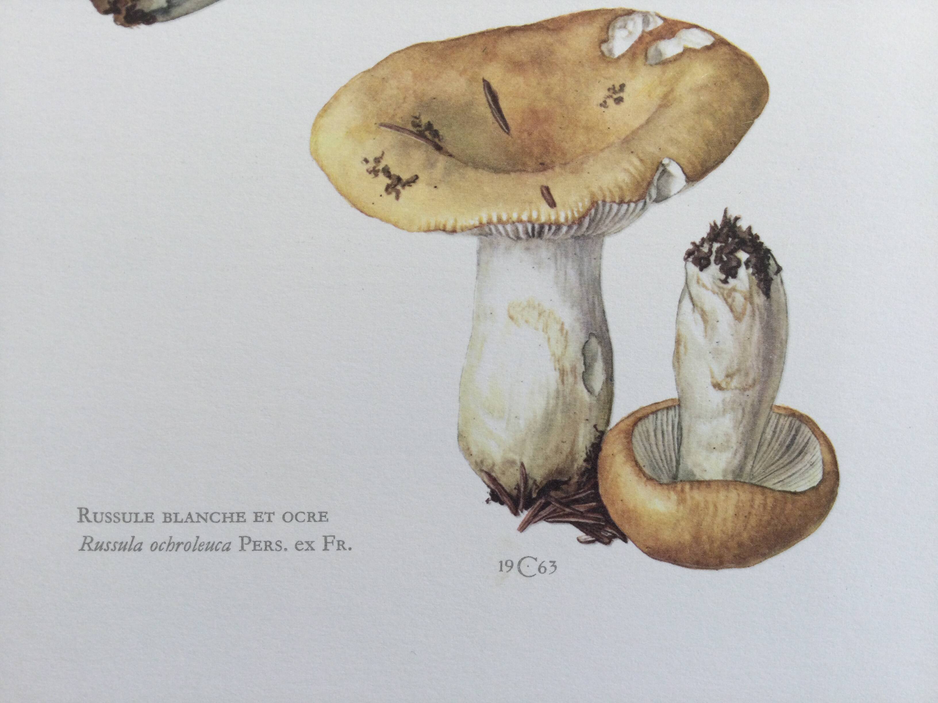 Botanical Illustration Mushroom White Russula Vintage Print 60s
