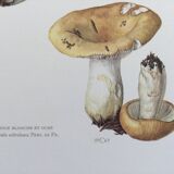 Illustration botanique Champignon Russule blanche Impression Vintage des années 60