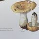 Botanical Illustration Mushroom White Russula Vintage Print 60s