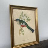Ornithological engraving golden frame bird