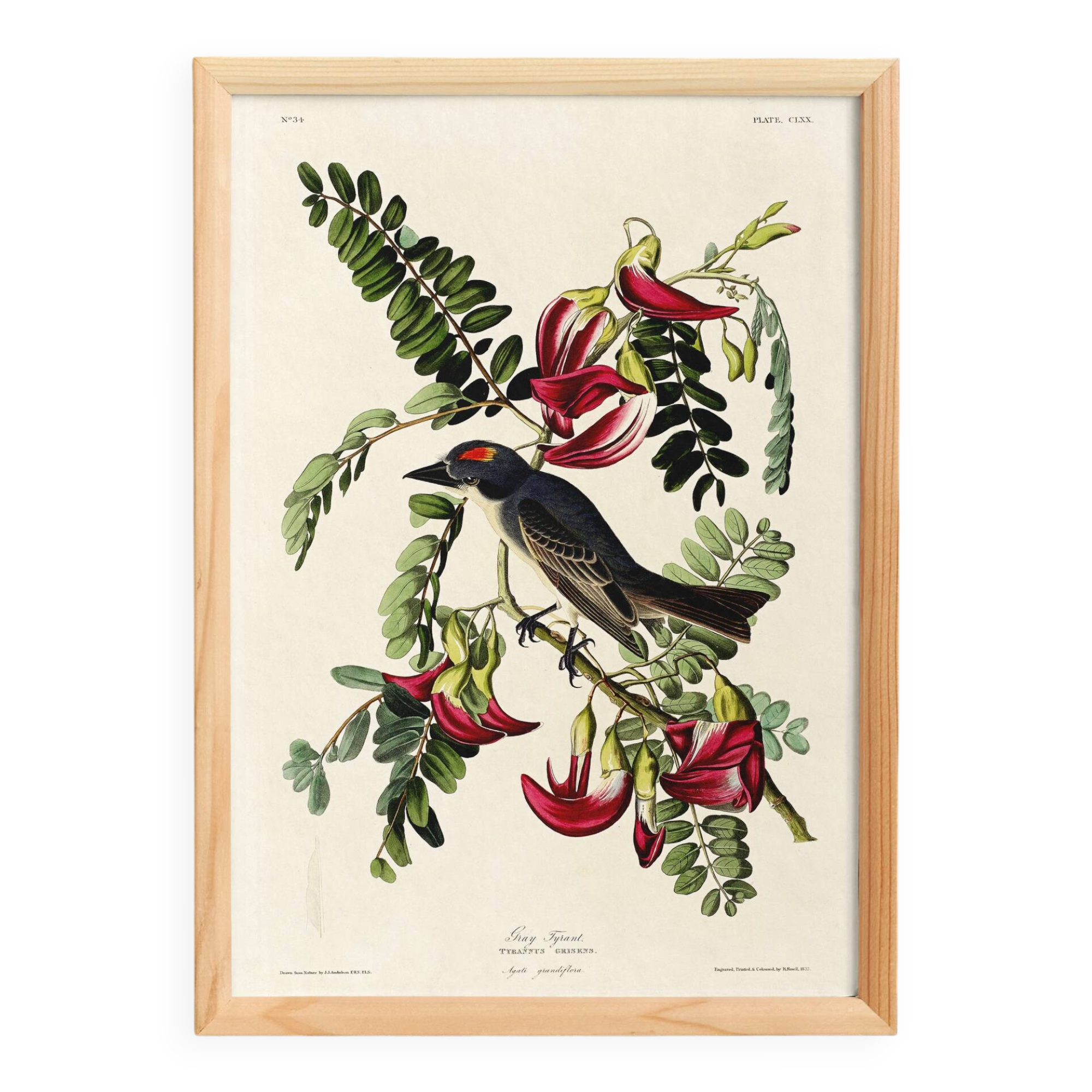 Poster about the Grey Tyrant, based on an old engraving from 1827.