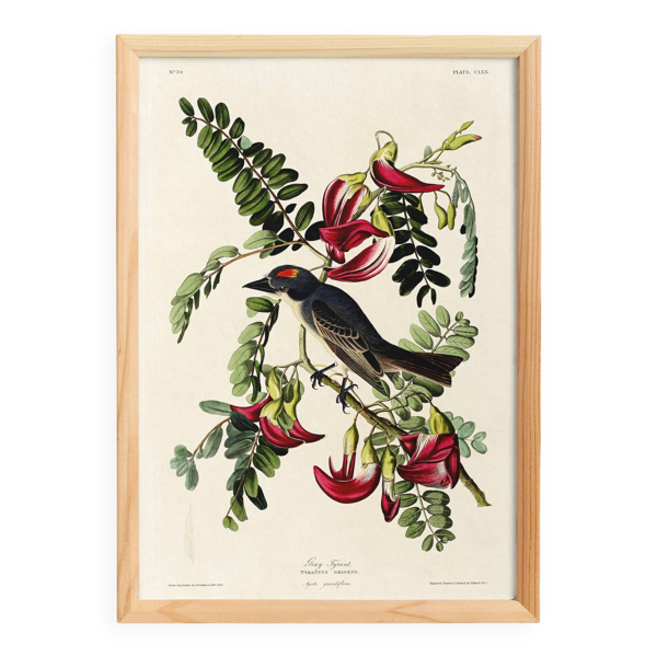 Affiche sur le Tyran gris, d’après une gravure ancienne de 1827.