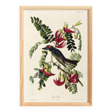 Poster about the Grey Tyrant, based on an old engraving from 1827.