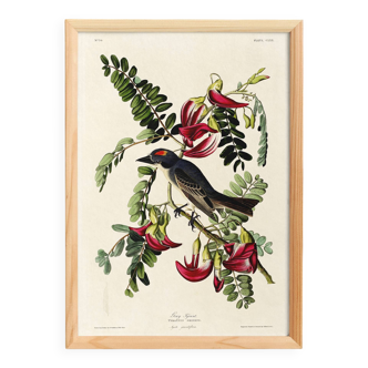 Poster about the Grey Tyrant, based on an old engraving from 1827.