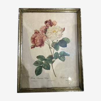 Rosa botanical illustration