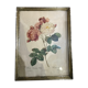 Illustration botanique rosa