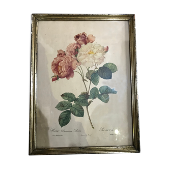 Rosa botanical illustration
