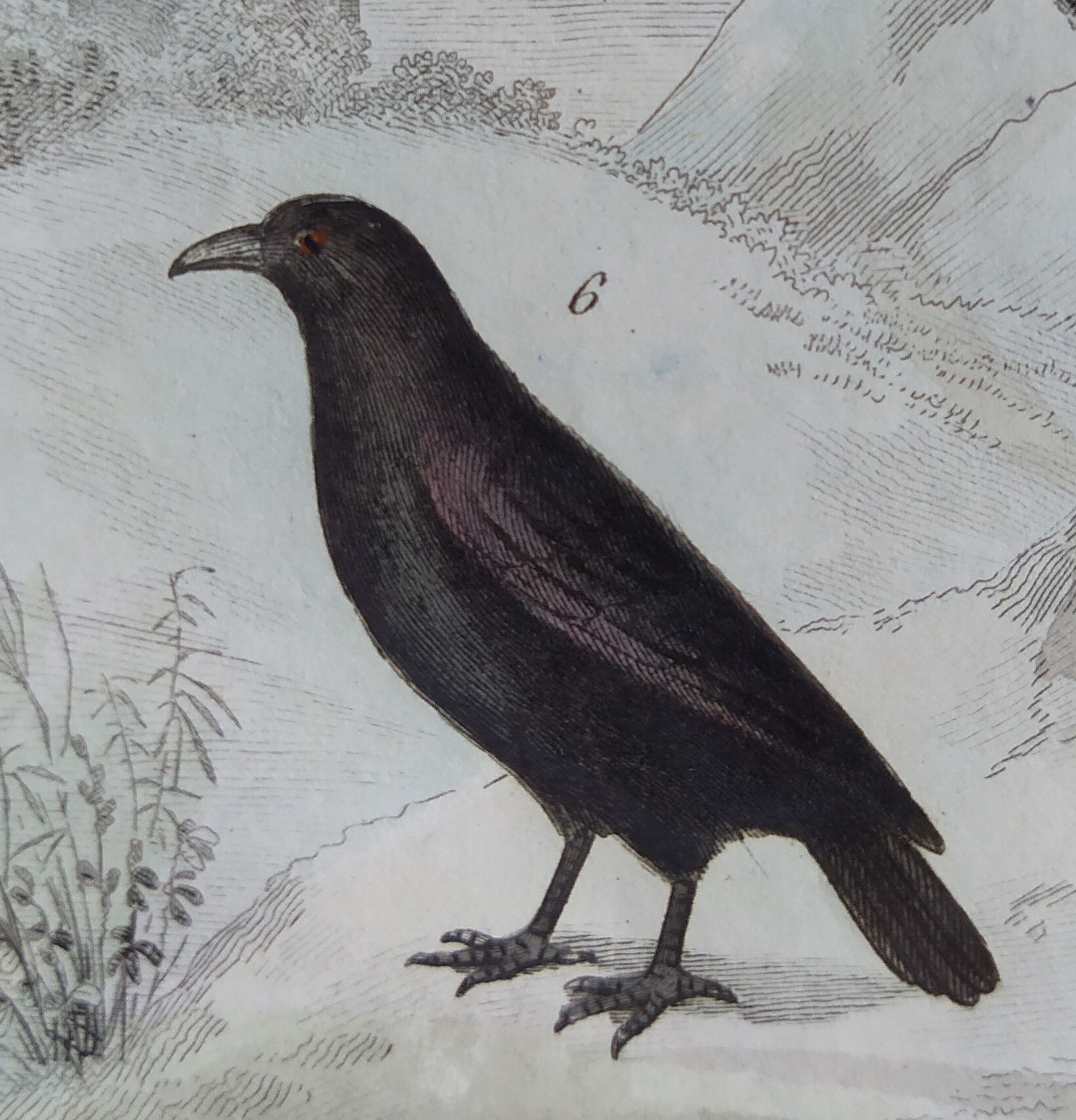 Original Ornithological Plate "Wood Pigeon - Turtle Dove - &c..." Buffon 1836