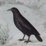 Original Ornithological Plate "Wood Pigeon - Turtle Dove - &c..." Buffon 1836