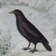 Original Ornithological Plate "Wood Pigeon - Turtle Dove - &c..." Buffon 1836
