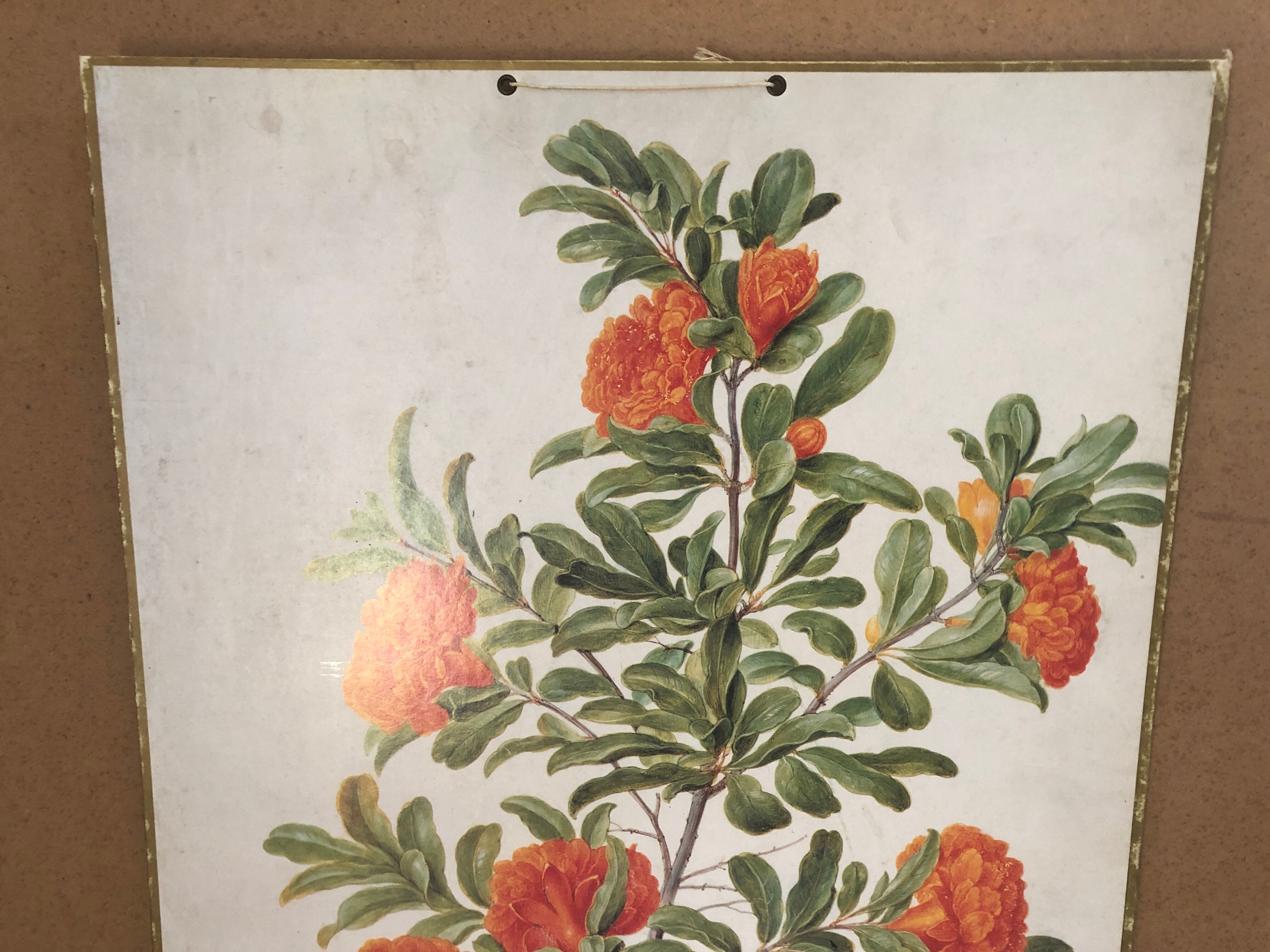 Old botanical board bernard carant paris vintage flowers