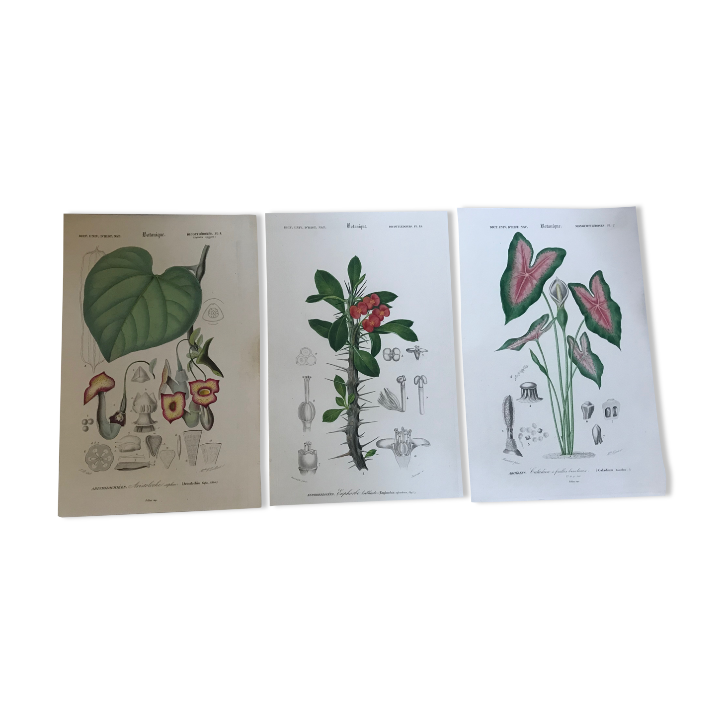 Trio of 19th-century botanical engravings