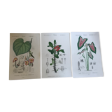 Trio of 19th-century botanical engravings