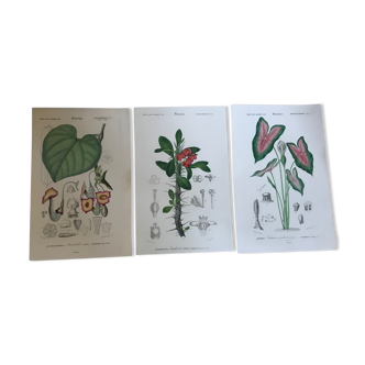 Trio of 19th-century botanical engravings