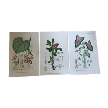 Trio de gravures botaniques XIXème