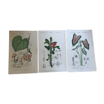 Trio de gravures botaniques XIXème