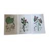 Trio of 19th-century botanical engravings