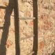 Acacia farm ladder 3/40s