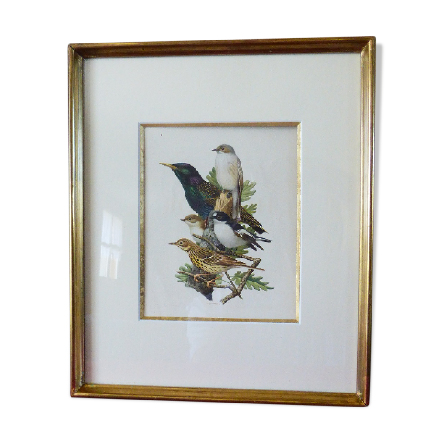 Birds - collection Hepatior No. 18