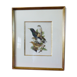 Birds - collection Hepatior No. 18