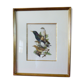 Birds - collection Hepatior No. 18